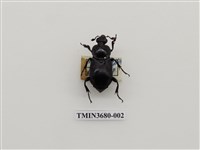 藏品(埋葬蟲)的圖片